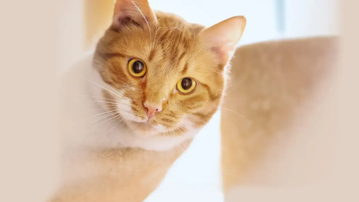Котёнок по месяцам: развитие и уход до года. Кошки, зоогостиница Elena Pet Hotel в Мытищах