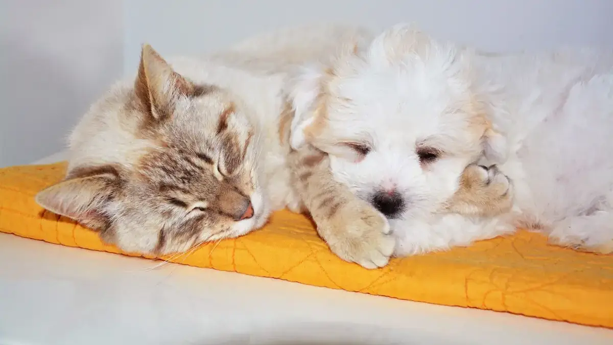 Щенок дома: первые дни и первая ночь. Собаки, зоогостиница Elena Pet Hotel в Мытищах