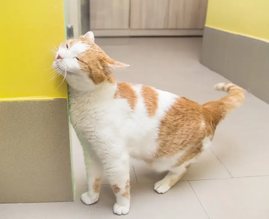 Передержка кошек