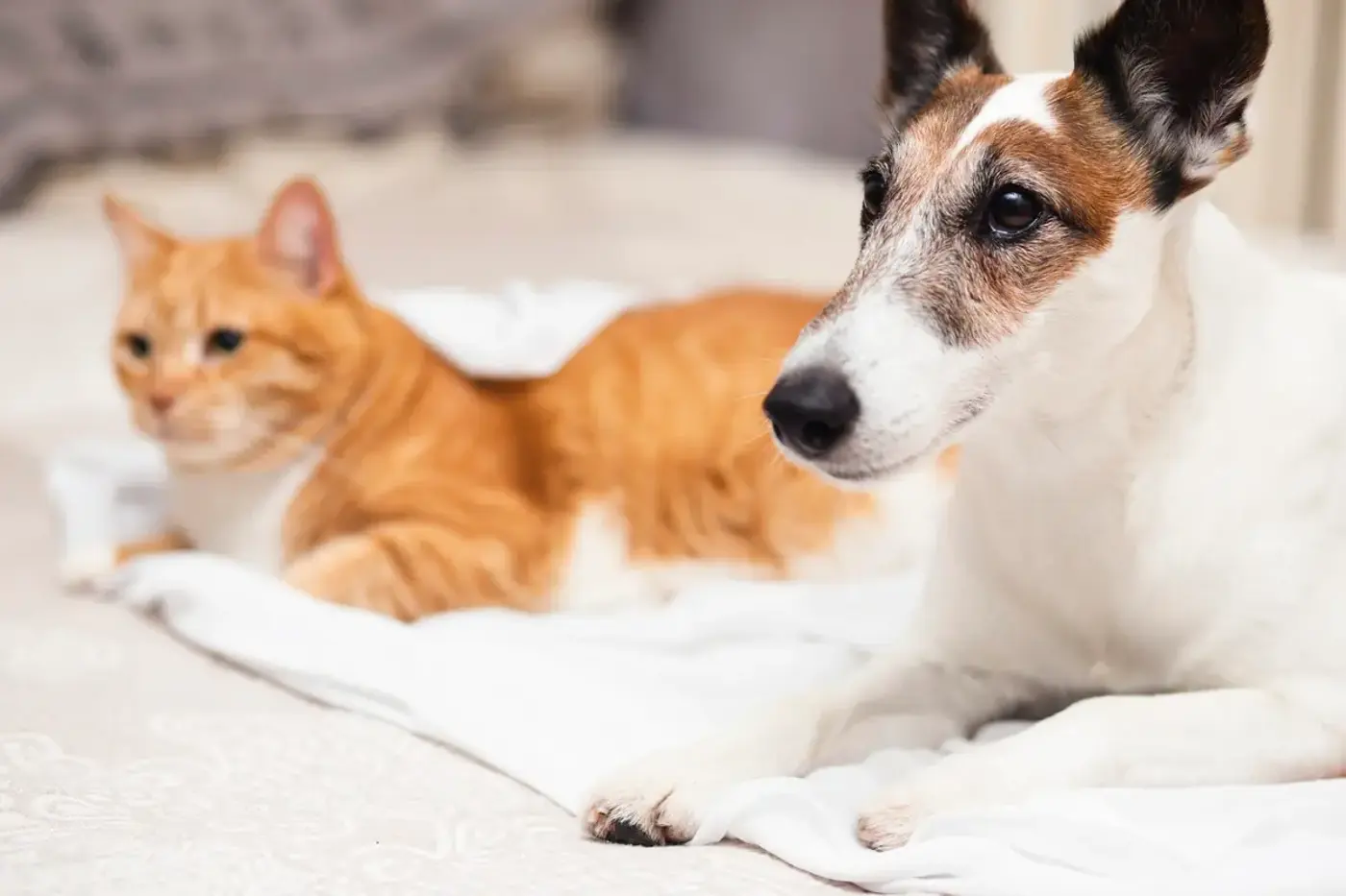 Зоогостиница Elena Pet Hotel в Мытищах