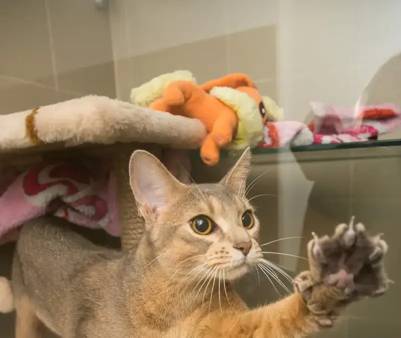 Кошка гадит мимо лотка: причины и что делать. Кошки, зоогостиница Elena Pet Hotel в Мытищах